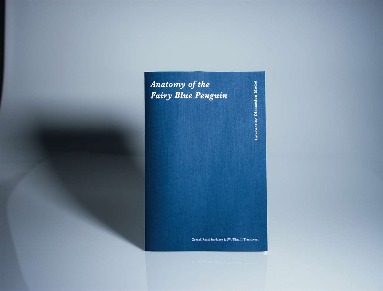 Anatomy of the Fairy Blue Penguin