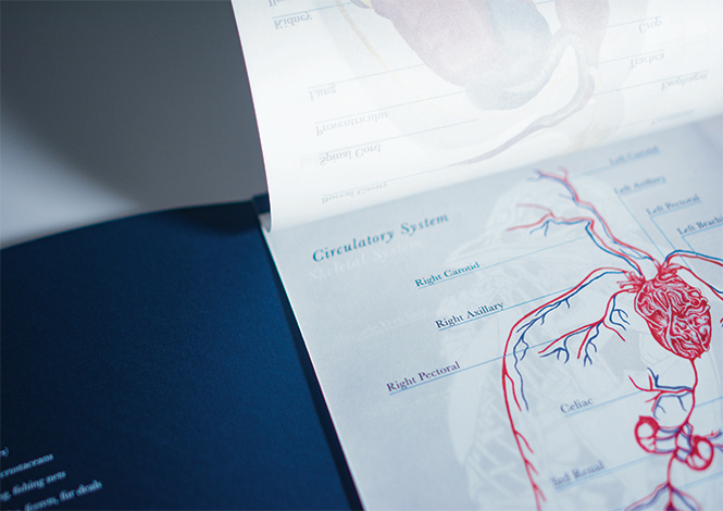 Transparent blood vessels over skeleton