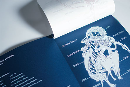 Blue Penguin Skeleton