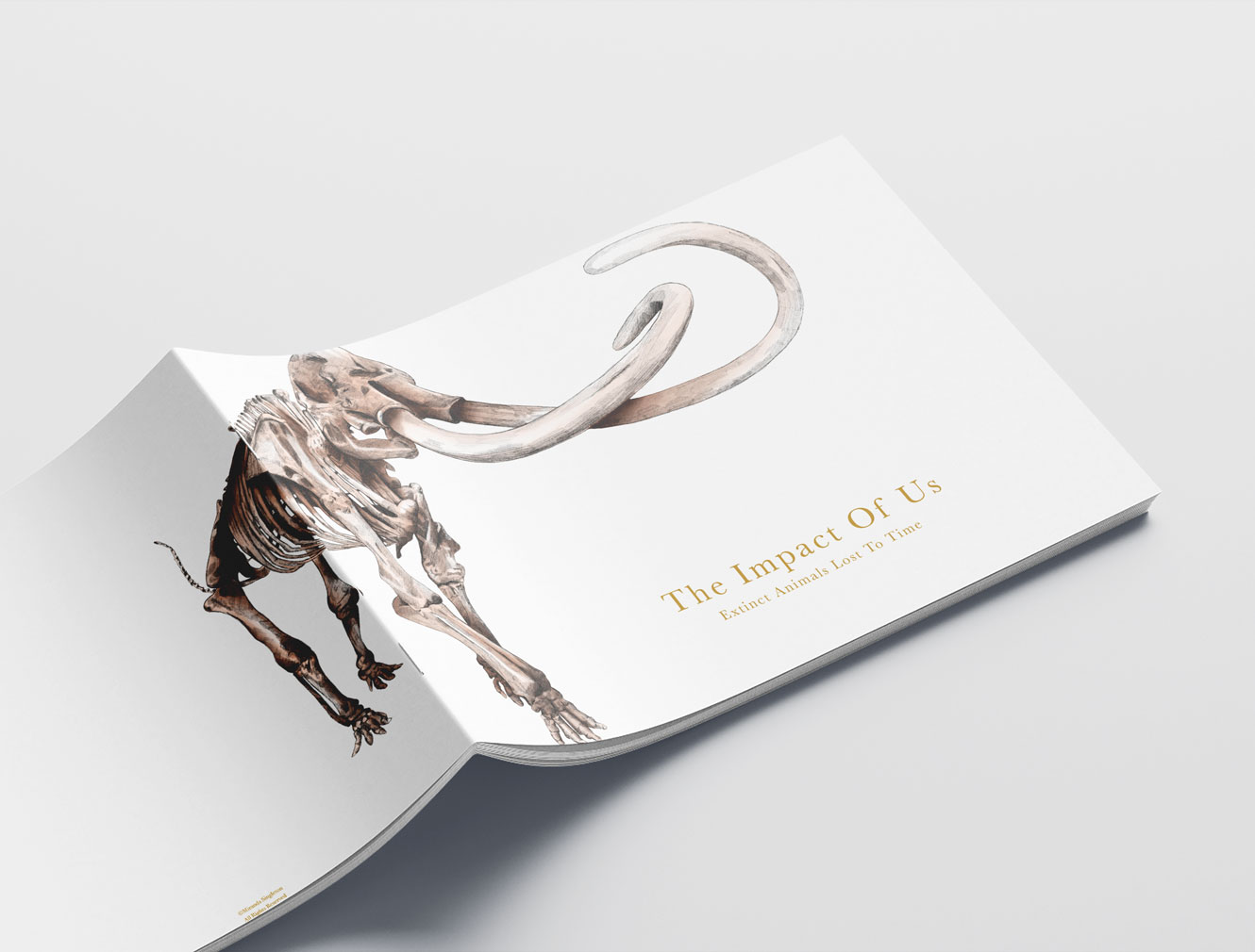 Extinct Animals booklet cover